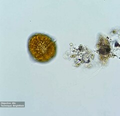 Peridinium