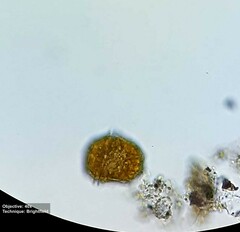 Peridinium