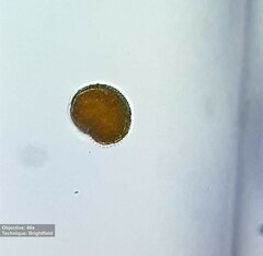 Peridinium