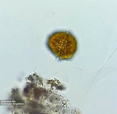 Peridinium