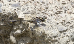 Gomphurus ozarkensis