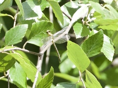 Stylogomphus sigmastylus