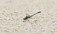 Stylogomphus sigmastylus