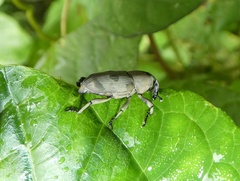 Rhodobaenus