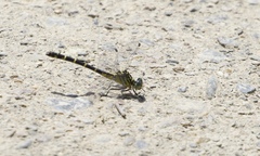 Stylogomphus sigmastylus