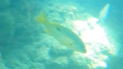 Lutjanus fulviflamma