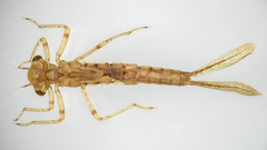 Coenagrionidae