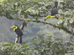 Ramphastos sulfuratus