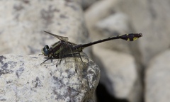 Gomphurus ozarkensis