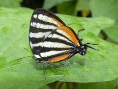 Arawacus lincoides