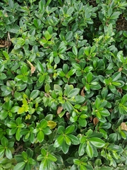Magnoliopsida