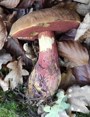 Neoboletus erythropus