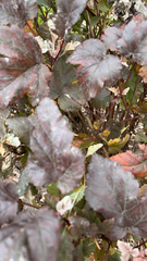 Physocarpus opulifolius