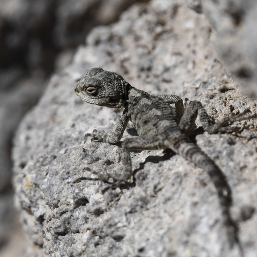 Roughtail Rock Agama, photo 10 of 10