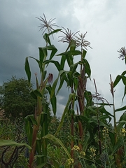 Zea mays