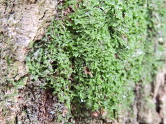 Metzgeria furcata