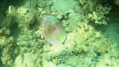 Fungia fungites