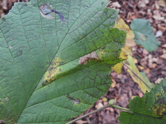 Phyllonorycter nicellii