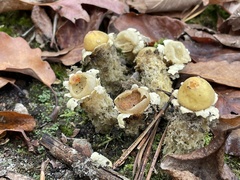 Calostoma lutescens