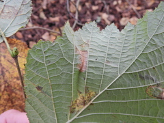 Phyllonorycter nicellii