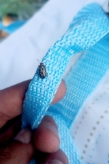 Zygogramma piceicollis