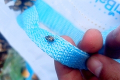 Zygogramma piceicollis