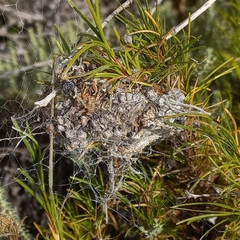 Stegodyphus dumicola