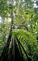 Socratea exorrhiza