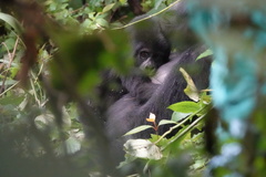 Gorilla beringei beringei