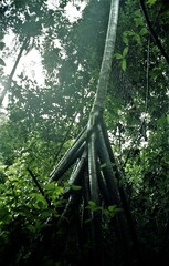 Socratea exorrhiza