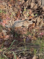 Coluber constrictor constrictor