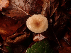 Mycetinis prasiosmus