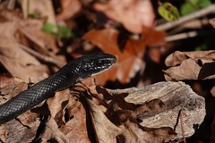 Coluber constrictor constrictor