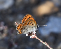 Lycaena thersamon