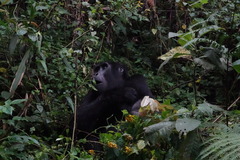 Gorilla beringei beringei