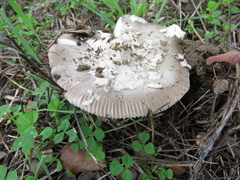 Amanita pantherina