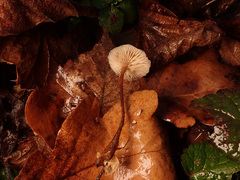 Mycetinis prasiosmus