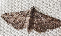 Gymnoscelis rufifasciata