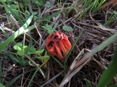 Colus hirudinosus