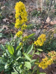 Solidago nemoralis