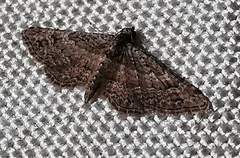 Gymnoscelis rufifasciata