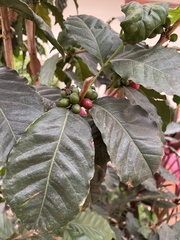 Coffea arabica