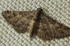 Gymnoscelis rufifasciata