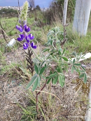 Lupinus pubescens