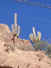 Trichocereus atacamensis