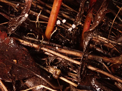 Xylaria filiformis