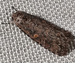 Spodoptera exigua