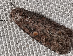 Spodoptera exigua
