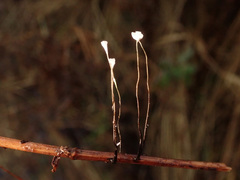 Xylaria filiformis
