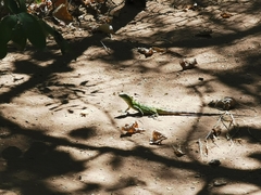 Ctenosaura hemilopha